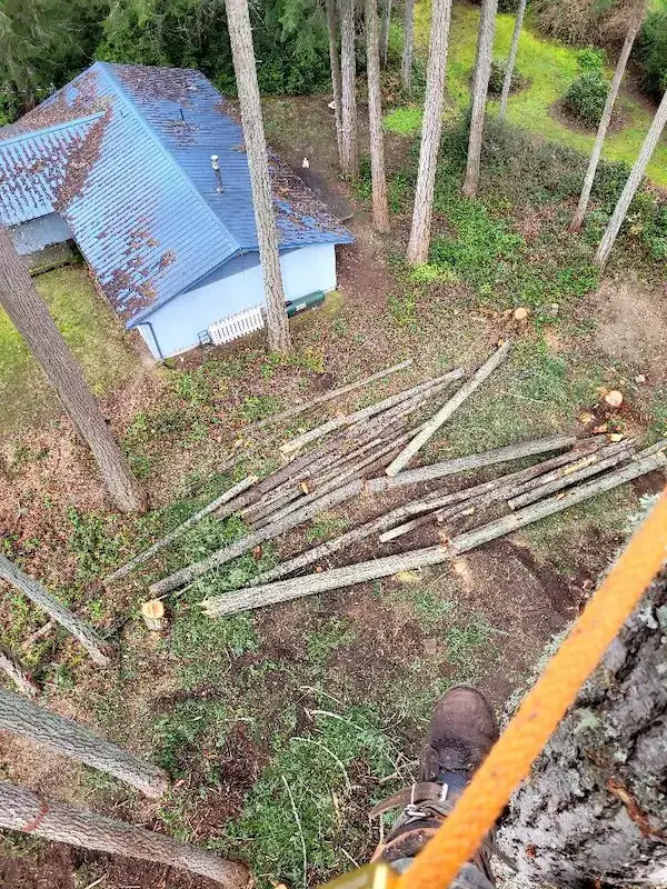 PNW Arbor Care tree service action 6